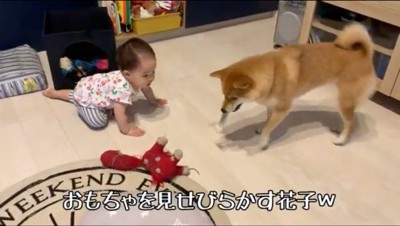 骨のオモチャを咥えた犬を見つめる赤ちゃん