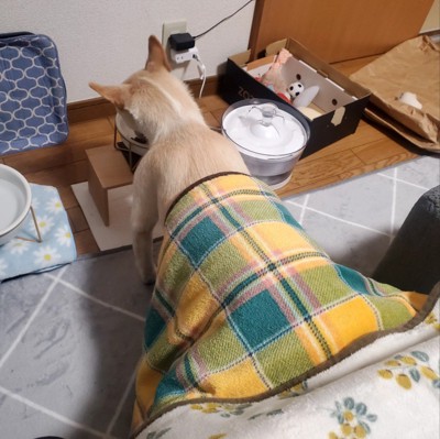 腰から下はこたつに入ったまま！