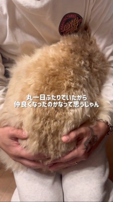 飼い主さんの膝にのりお尻をトントンされる犬