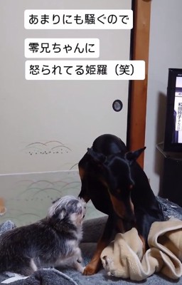 縮こまる姫羅ちゃん