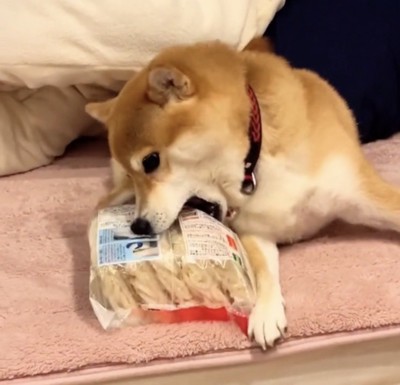 冷凍うどんにかじりつく犬