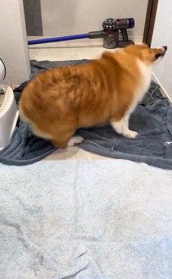 お風呂上がりのロイくん3