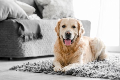 床で伏せをしている犬