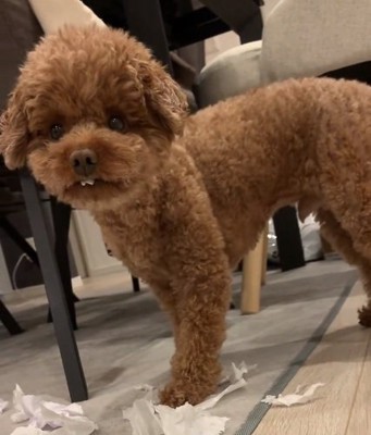 出っ歯のアフロくん