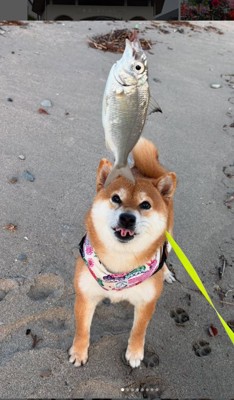 釣った魚を見つめる犬