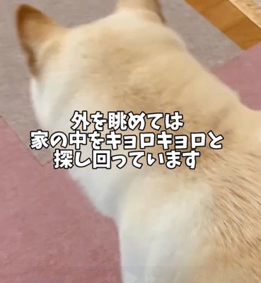 辺りを見まわす犬