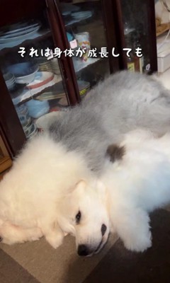 成犬になっても…