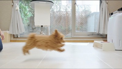 トリミングサロンの中を走り回る犬