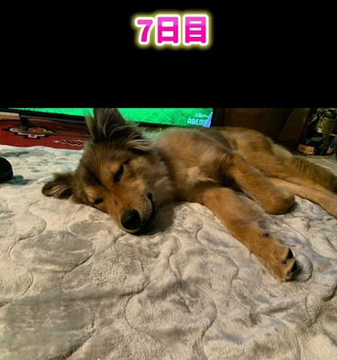お腹を見せて眠るラッキーくん