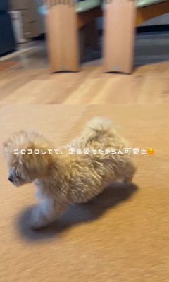 ぷぅちゃんとうみちゃんの初対面5