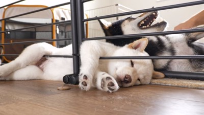 面白い寝相の白柴子犬