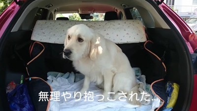 車に乗るのを拒否するギンちゃん7