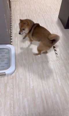 遊ぶ気満々のころ君6