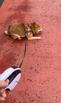 ころくんの喜びの舞5