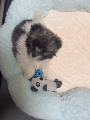 子犬のぽんずくん