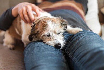 飼い主にくっついて眠る犬