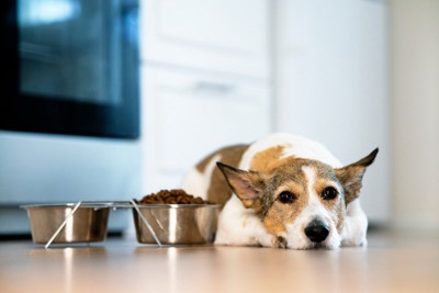 ご飯の横で伏せる犬