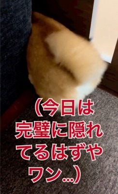 隠れる柴犬のおしり