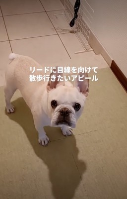 飼い主を見つめる犬
