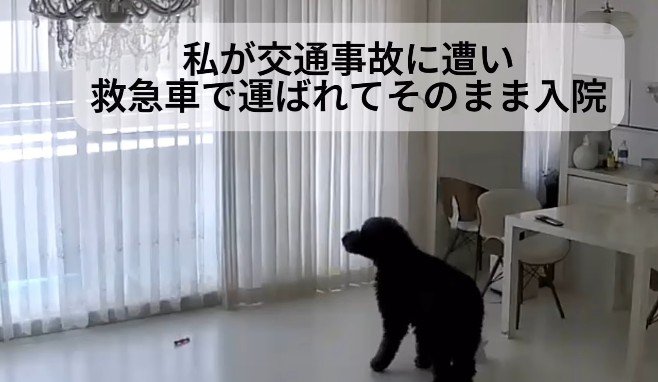 飼い主さんが緊急入院