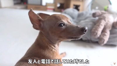 友人からレイスくんを知ると…