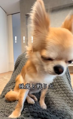 体が傾くチャイちゃん