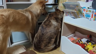 りゅうさんを励ますもかちゃん5