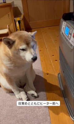 ヒーター前を陣取る茶々ちゃん6