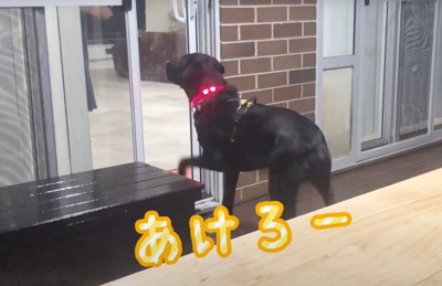 窓の側で「あけろー」という犬