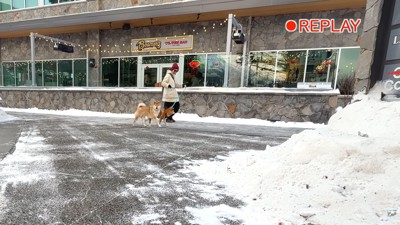 ガン見しながら前進するソラくん