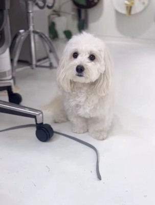 正面を見ている白い犬