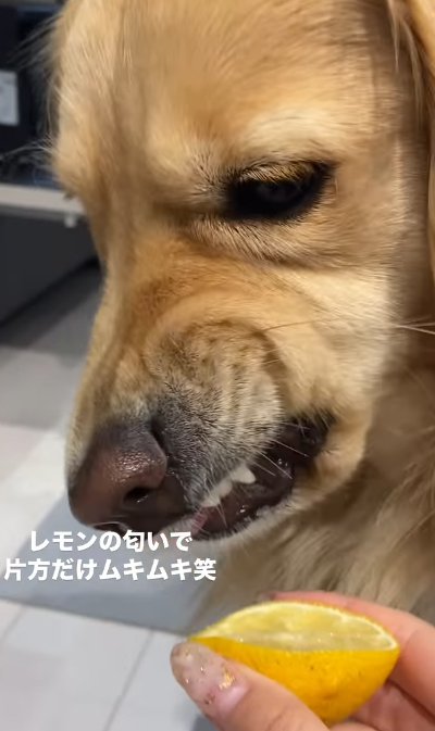 片側だけ歯をむく大型犬