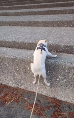 固まったワンコ