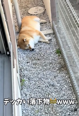 なぜかお庭で動かない犬→視線の先を見てみたら…思ってもみなかった