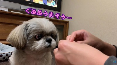 みかんを食べたいてんぽさん7