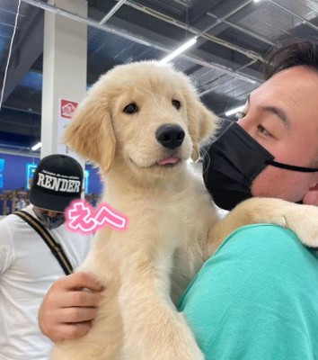 ゴールデンレトリバーのLexちゃん