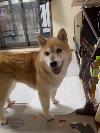 歳を取っても遊び好き♪