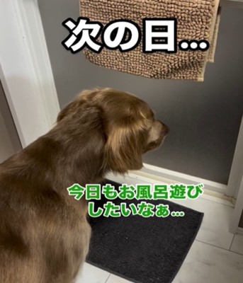 お風呂の前に座る犬
