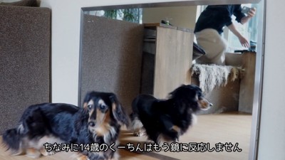 鏡を見たるこる君2