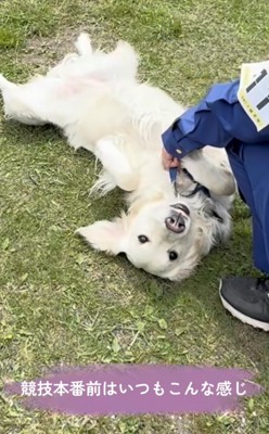 芝生の上で寝転ぶ犬