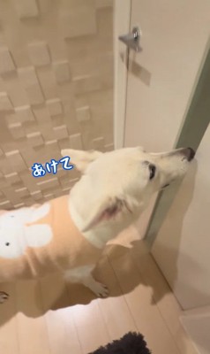 れお君の表情の変化5