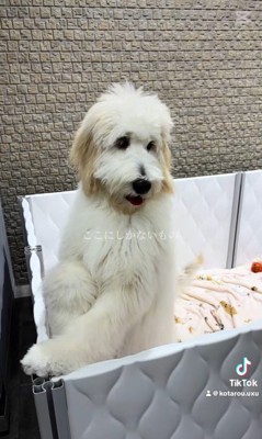 アグちゃんをお迎えするまで4