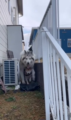 中型犬に追いついた大型犬