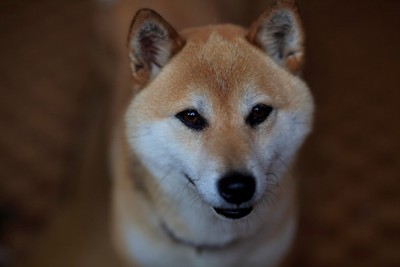 微笑む柴犬の顔のアップ
