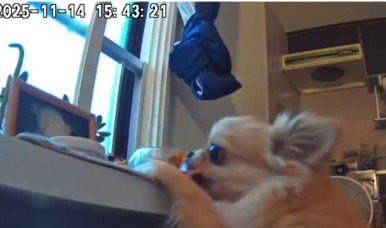 背伸びをしてオヤツをゲット！！