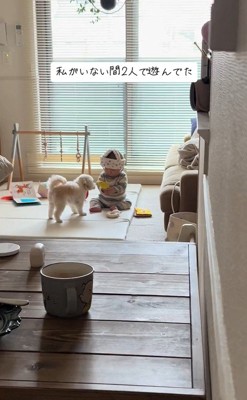 おもちゃで遊ぶワンコと赤ちゃん2