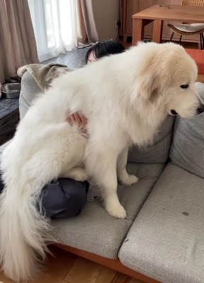 飼い主さんの膝の上！