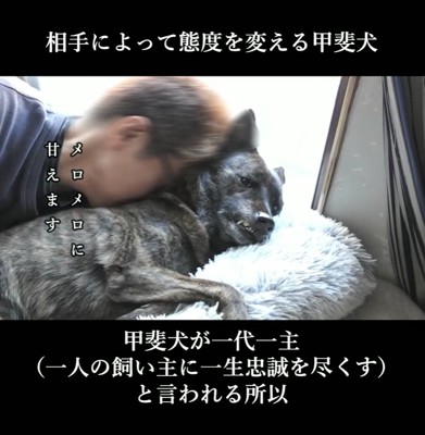 男性とくっついて嬉しそうな甲斐犬