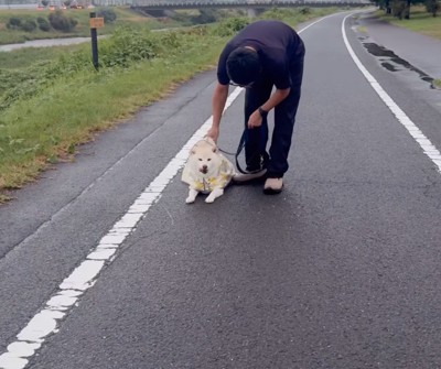 座り込む柴犬