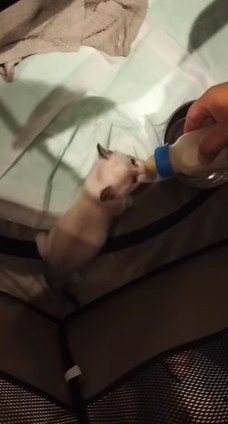 家でミルクを飲ませた